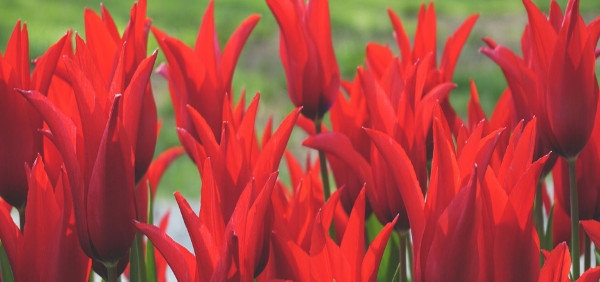 Σκόρπιες ανοιξιάτικες σκέψεις